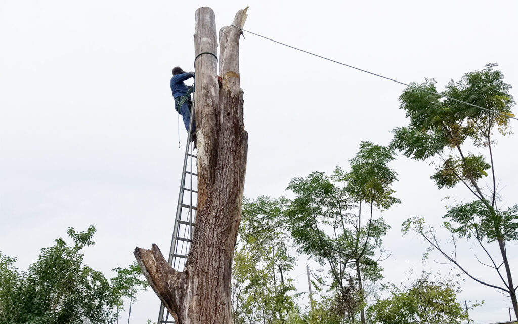 Projects at Signature Tree Service