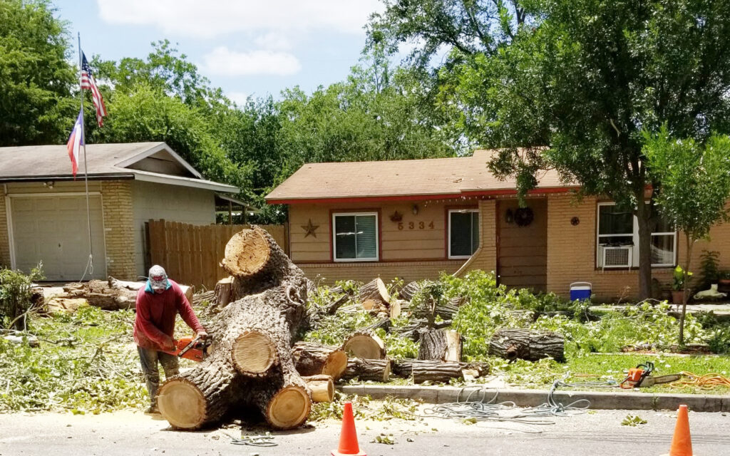 Projects at Signature Tree Service