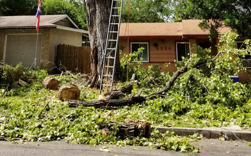 Project at Signature Tree Service